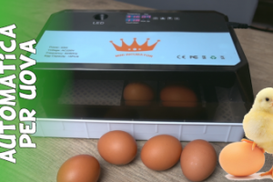 Recensione e test incubatrice automatica economica per uova
